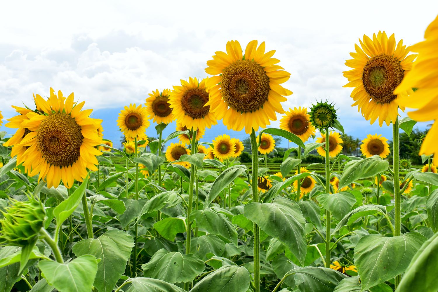 'Russian Mammoth' sunflowers in field