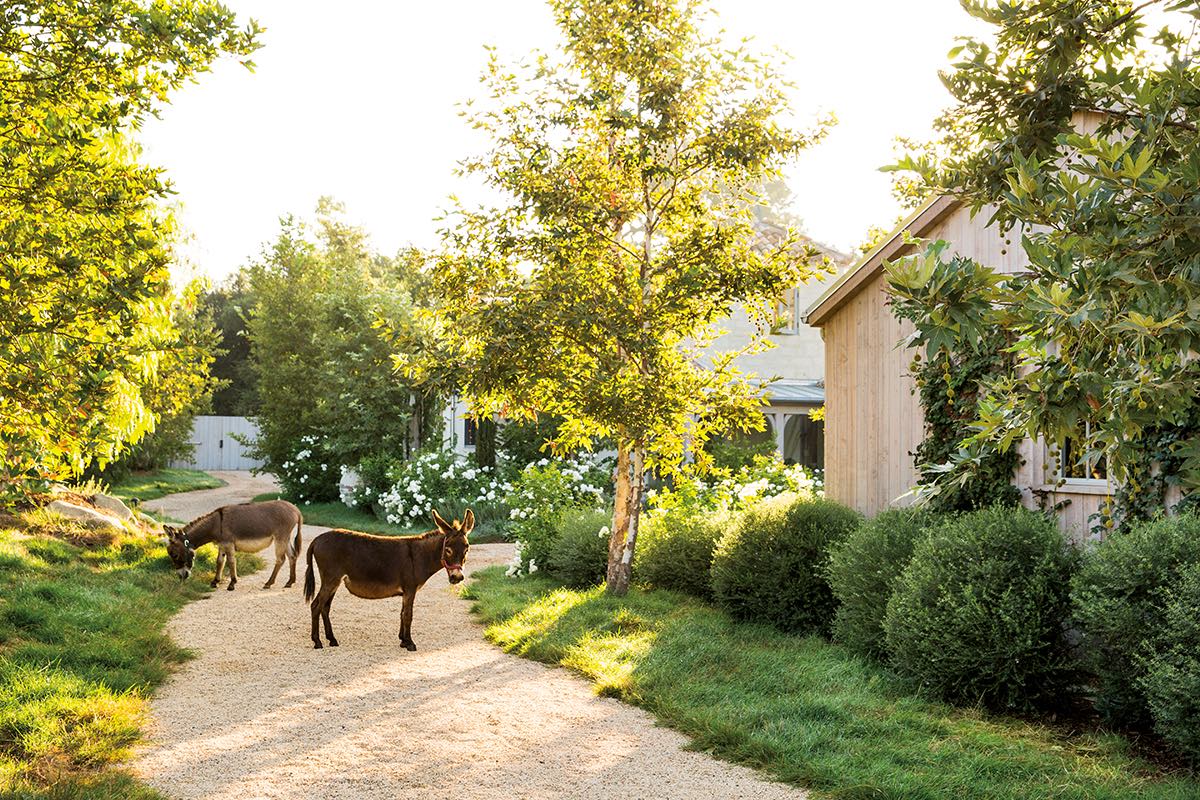 Daisy and Buttercup, two of four miniature Sicilian donkeys standing in garden path
