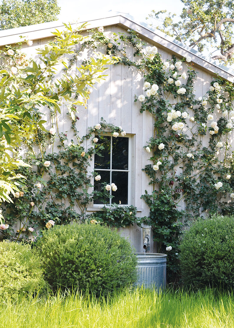 Roses scale a garage designed to look like a barn.