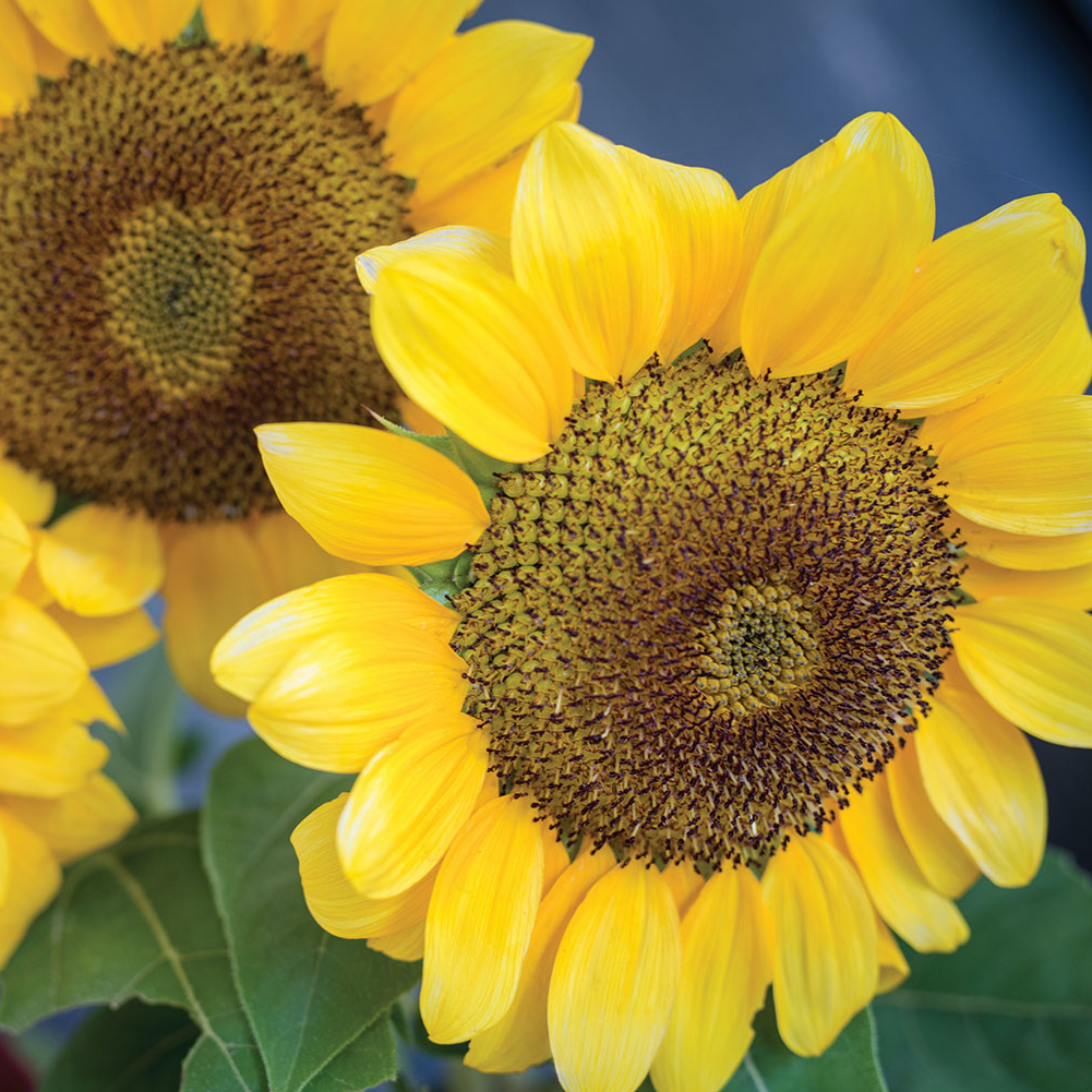 Large-centered 'Vincent's Choice' sunflowers