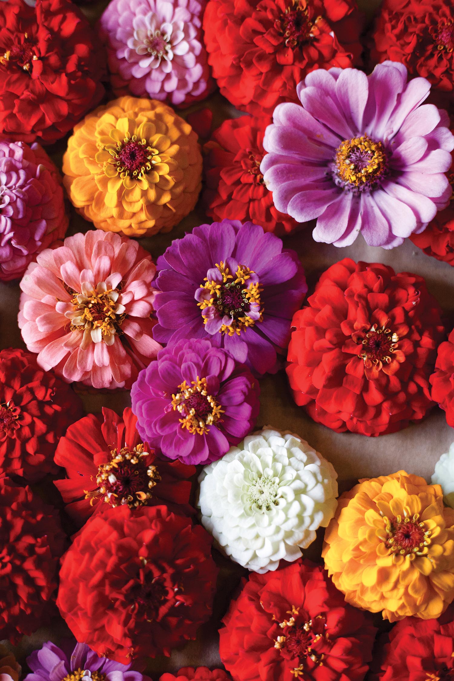 Pink, red, purple, white, and yellow zinna flowers