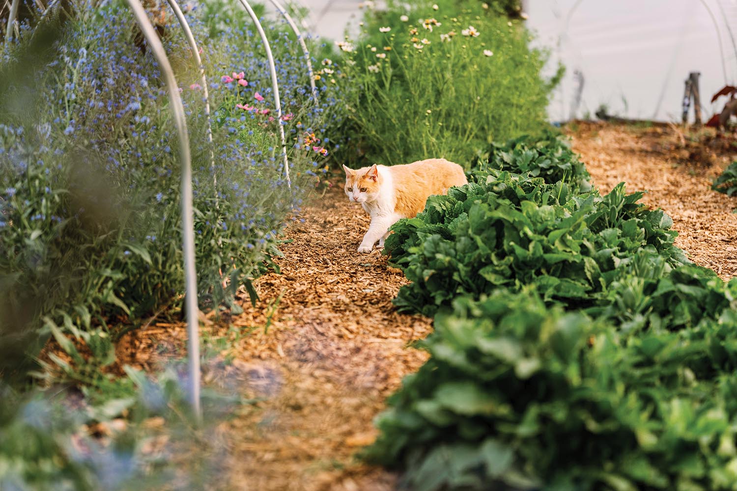Orange cat walks through garden rows.
