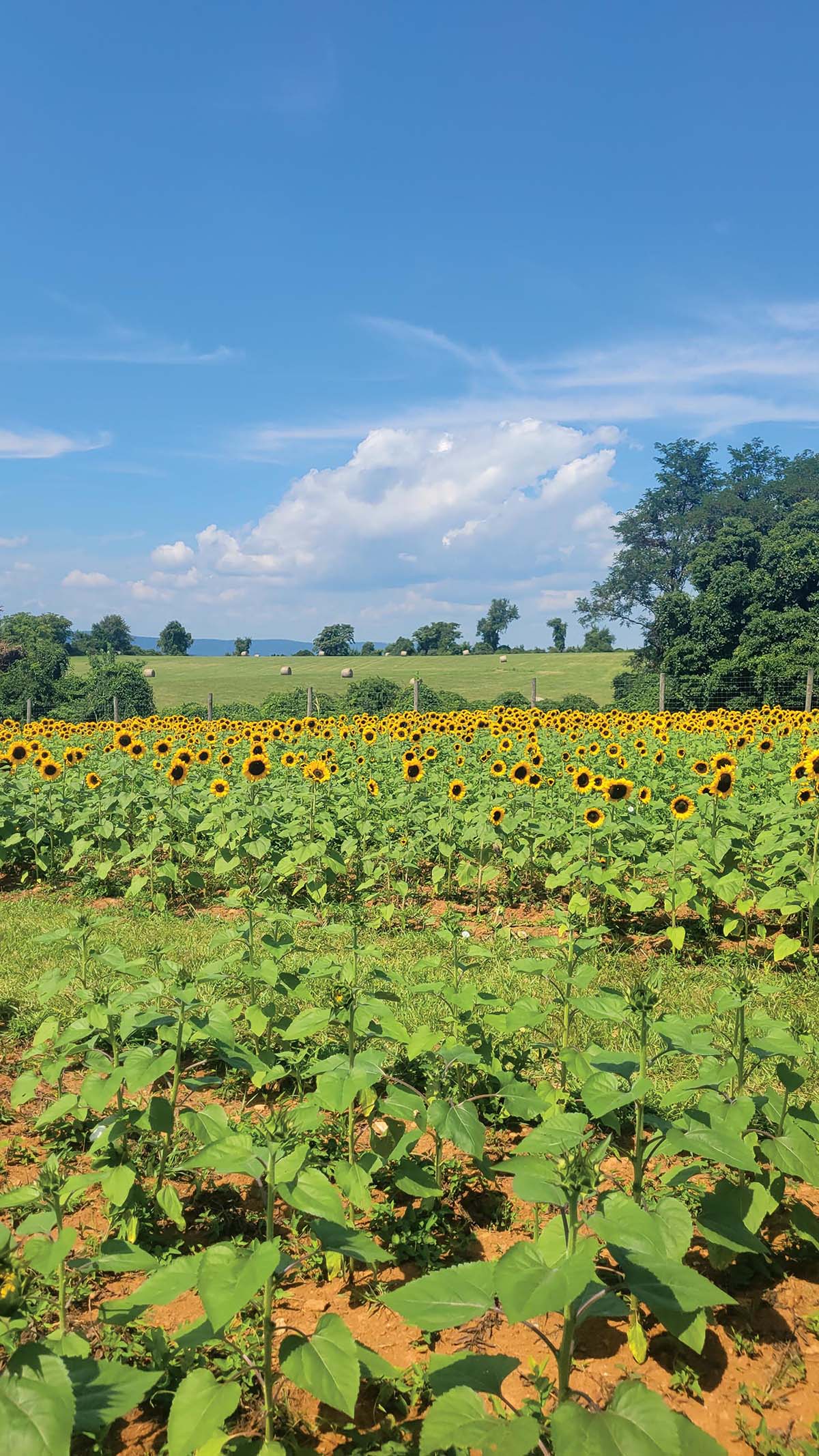 Hundreds of sunflowers in a field under a blue sky.