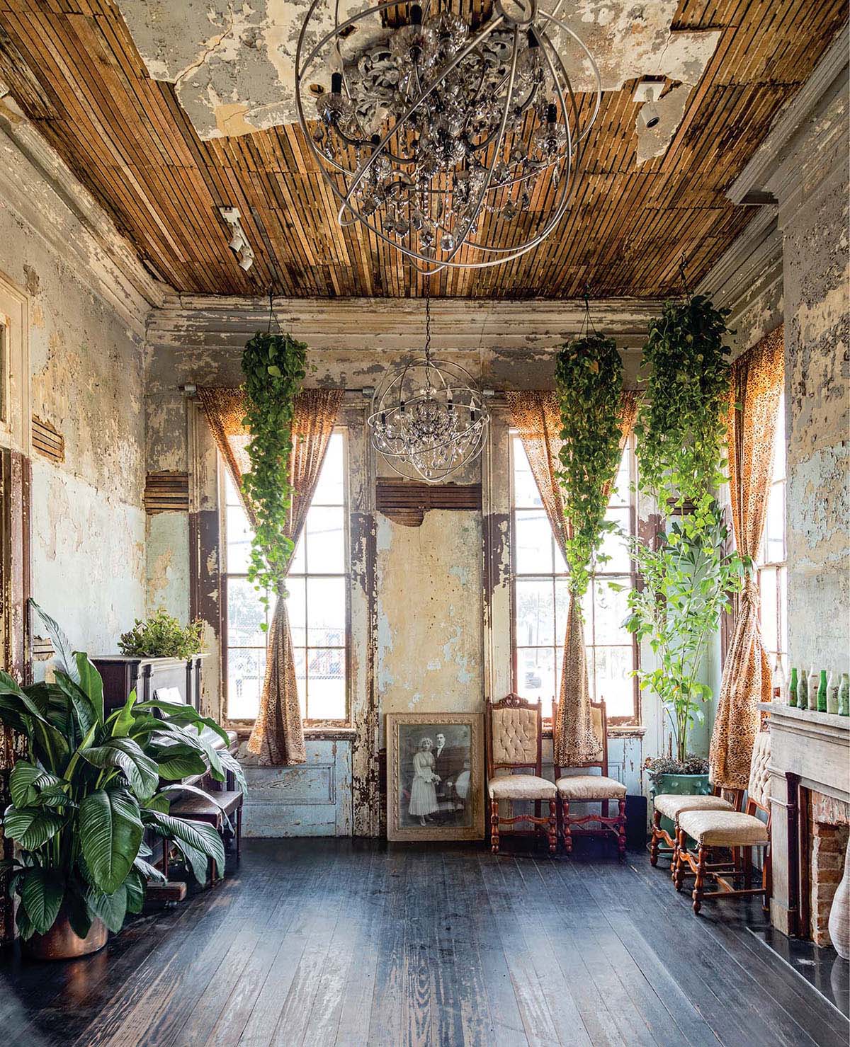 Vines hang alongside curtains in a weathered room.