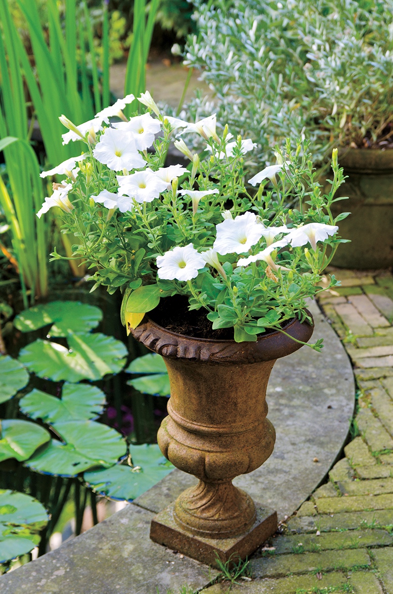 White pansies potted in an urn.