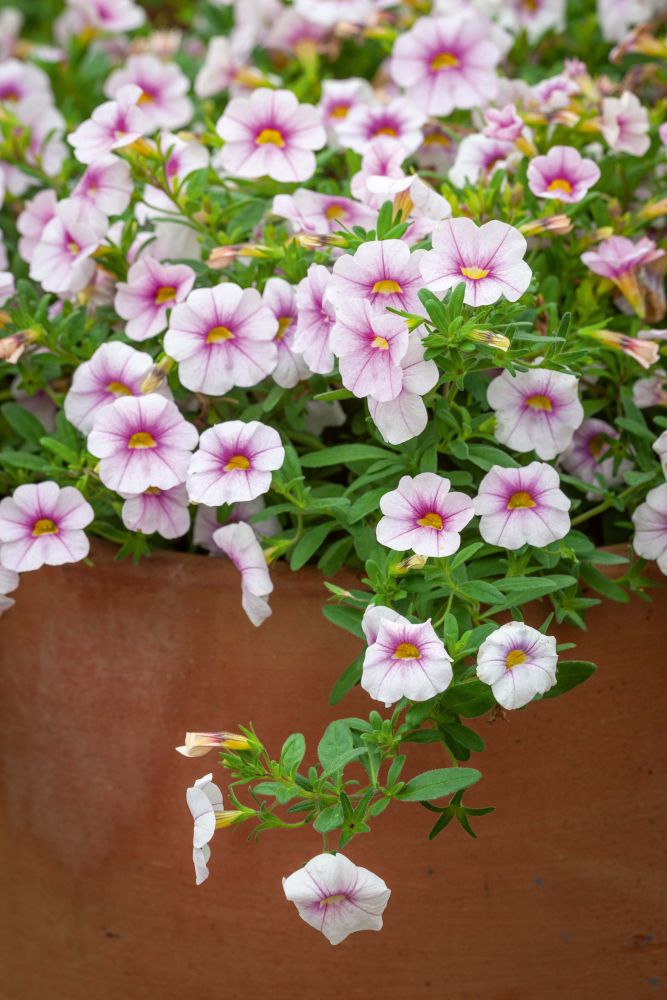 Light purple petunias spilling out of a terracotta container.