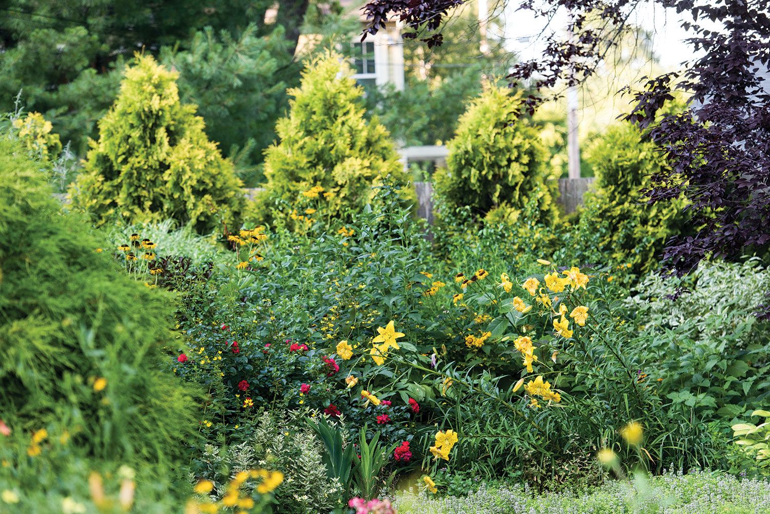 border of daylilies and other flowers in front of a variegated hedge of thuja or arborvitae