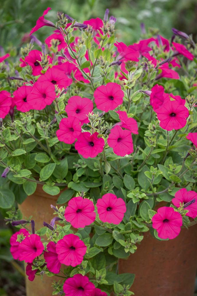 Hot pink petunias spilling out of a terracotta pot.