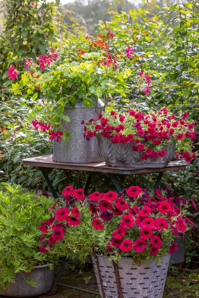 Red petunias and calibrachoas in metal containers