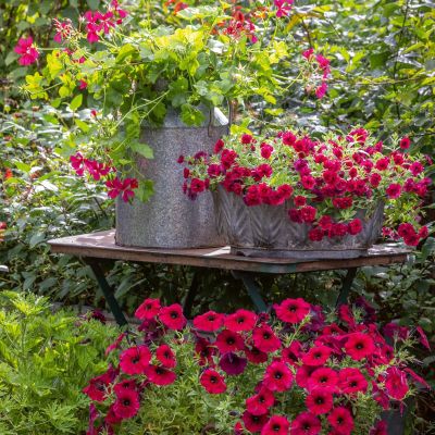 Red petunias and calibrachoas in metal containers